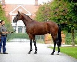 Springpferd Schneewalzer (Trakehner, 2011, von Elfado)