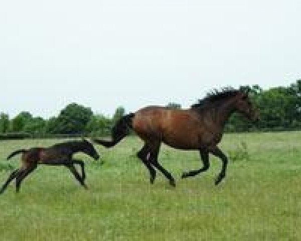 dressage horse Schneezauber (Trakehner, 2008, from Easy Game)