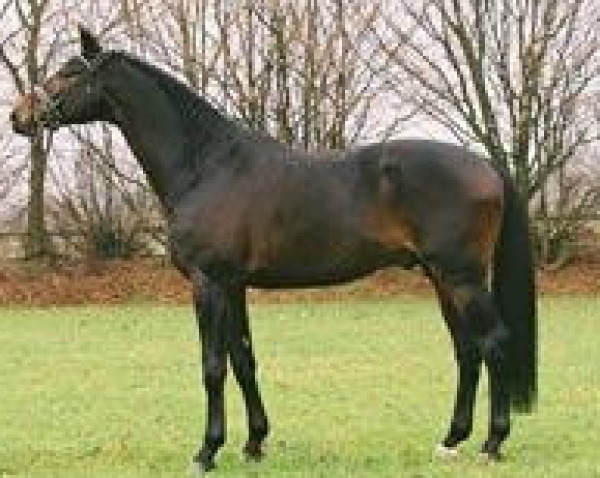 stallion Easy Game (Trakehner, 2003, from Gribaldi)