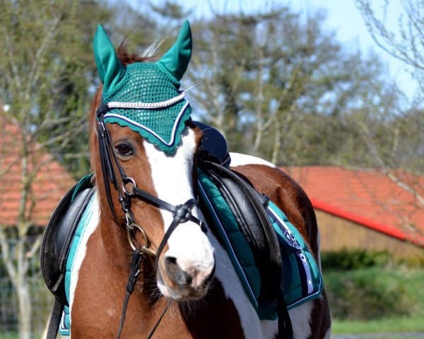 dressage horse Violetta (Welsh-Pony (Section B), 1992)