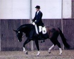 dressage horse Anuk 8 (Holsteiner, 2004, from Almoretto)