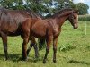 broodmare Zalmaretta B (Holsteiner, 2007, from Almoretto)