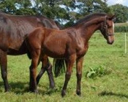 broodmare Zalmaretta B (Holsteiner, 2007, from Almoretto)