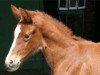 dressage horse Goldstern (Little German Riding Horse, 2005, from Almoretto)