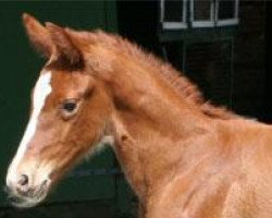 dressage horse Goldstern (Little German Riding Horse, 2005, from Almoretto)