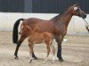 dressage horse Arvendo (Holsteiner, 2004, from Almoretto)