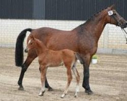 dressage horse Arvendo (Holsteiner, 2004, from Almoretto)