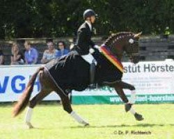 dressage horse All Inclusive (Trakehner, 2007, from Gribaldi)