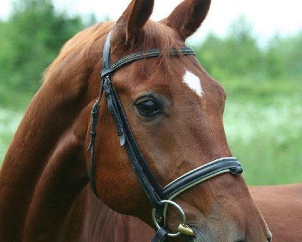 Pferd Westlife (Bayer, 1996, von Weinschwärmer)