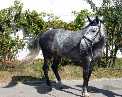 Pferd Dragonheart de Luxe (Bayer, 2007, von Dream Rubin)