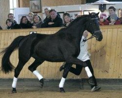 broodmare Indira Ghandi (Trakehner, 2000, from Hohenstein I)