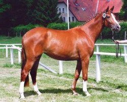 broodmare Donaufreude III (Trakehner, 1998, from Friedensfürst)