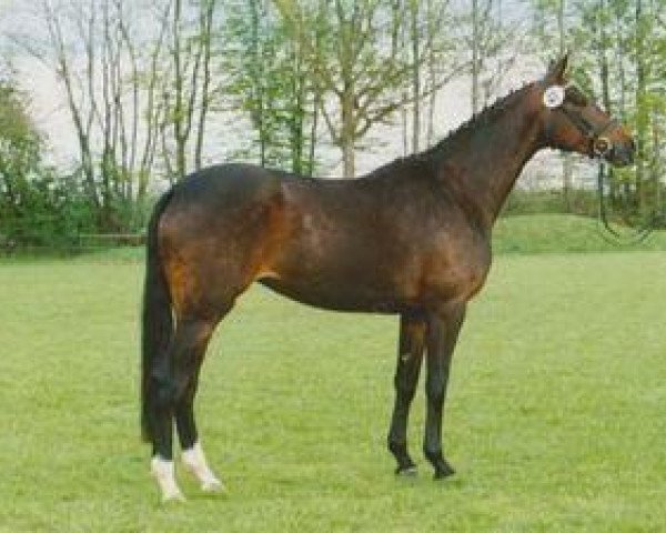 broodmare Conquest (Trakehner, 2007, from Perechlest)