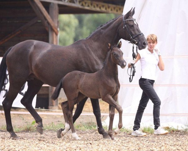 dressage horse Herbstnebel (Trakehner, 2013, from Dürrenmatt (ex Domino))