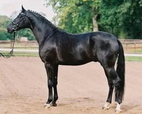 stallion Amadelio (Trakehner, 2006, from Lehndorff's)