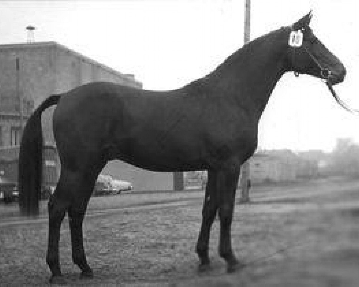 Deckhengst Schabernack (Trakehner, 1962, von Schöner Abend)