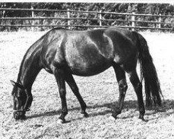 Zuchtstute Sonnenblume (Trakehner, 1960, von Komet 511)