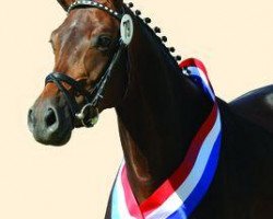 broodmare Susuya (Trakehner, 2003, from Cadeau)