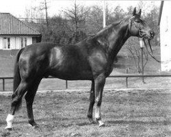 Deckhengst Tango (Trakehner, 1972, von Postmeister)