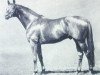 stallion Siegbert (Trakehner, 1968, from Garamond)