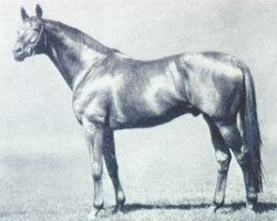 stallion Siegbert (Trakehner, 1968, from Garamond)