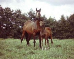 broodmare Ophelia (Trakehner, 1960, from Totilas)