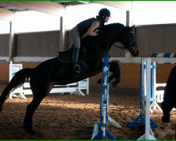 jumper Herzsonne 2 (Trakehner, 2007, from Axis TSF)