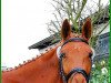 dressage horse Tapiau 4 (Trakehner, 2006, from Buddenbrock)