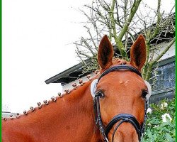 dressage horse Tapiau 4 (Trakehner, 2006, from Buddenbrock)