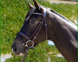 dressage horse Katapult (Trakehner, 2009, from Herzensdieb)