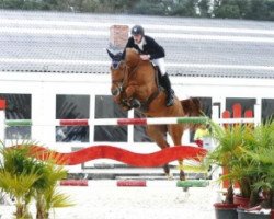 jumper Darca van de Vdg Consult (Belgian Warmblood, 2003)