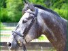 dressage horse Herr Rowedder (Trakehner, 2009, from Kaiser Wilhelm)