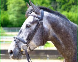 Dressurpferd Herr Rowedder (Trakehner, 2009, von Kaiser Wilhelm)