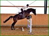 dressage horse Olympus (Trakehner, 2007, from Cadeau)