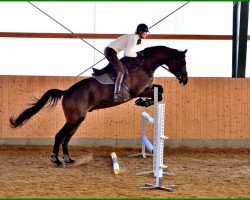 dressage horse Olympus (Trakehner, 2007, from Cadeau)