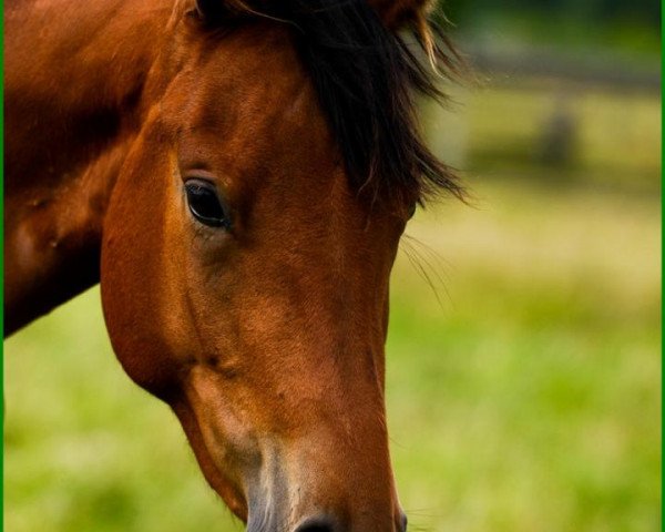 dressage horse Sommergräfin (Trakehner, 2010, from Grafenstolz)