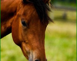 Dressurpferd Sommergräfin (Trakehner, 2010, von Grafenstolz)