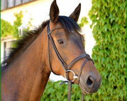 broodmare Karla Kolumna (Trakehner, 2010, from Herzensdieb)