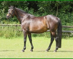 broodmare Tänzerin V (Trakehner, 1988, from Consul)