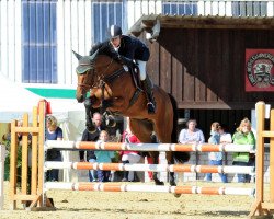 Springpferd Niquidam (Deutsches Sportpferd, 2007, von Nikidam du Chateau)