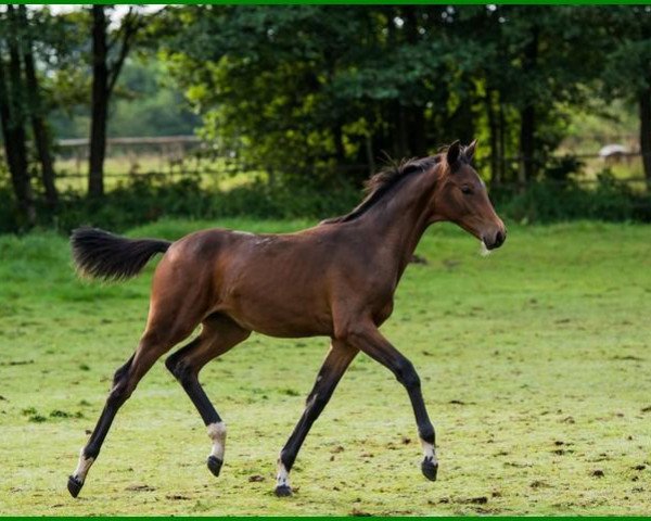 dressage horse Komödie 3 (Trakehner, 2013, from Syriano)