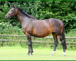 broodmare Koriana (Trakehner, 2003, from Hertug)