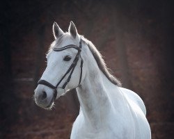 dressage horse Chioro XX (Thoroughbred, 2005, from Acambaro xx)