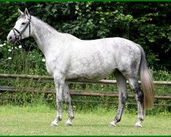 broodmare Herzflieder (Trakehner, 2002, from Gipsy King)