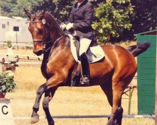 Pferd Gentleman 86 (Oldenburger, 1989, von Ganymed I)