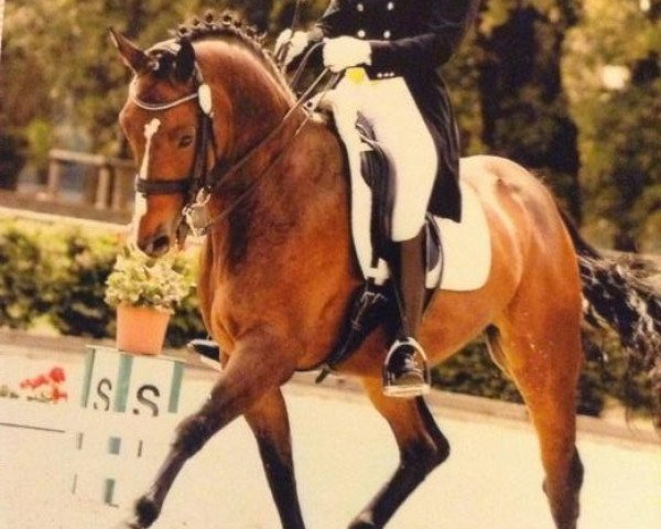 dressage horse Lordacio (Holsteiner, 1997, from Locato)