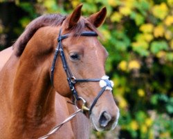 jumper Forrester Gold (Trakehner, 2005, from Camaro)