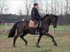 broodmare Corné (Trakehner, 2002, from Buddenbrock)