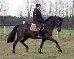 broodmare Corné (Trakehner, 2002, from Buddenbrock)