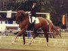 horse Condor 406 (Hanoverian, 1997, from Carbid 3)